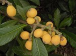 loquat3