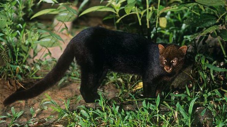 Jaguarundi ou Gato Mourisco